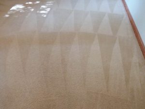 Carolina Pro Clean carpet 6